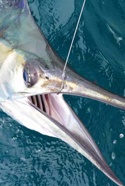 Mustad circle hook catches billfish