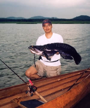 Once in a lifetime toman (giant snakehead)