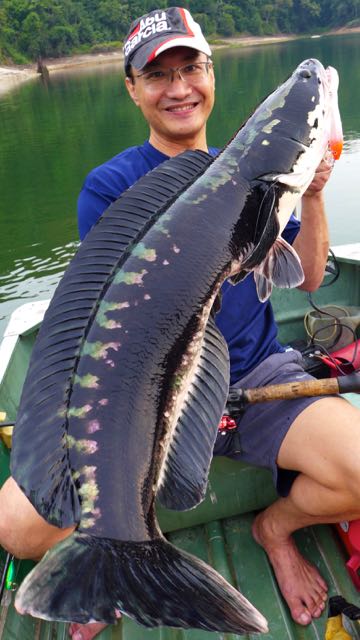 giant snakehead