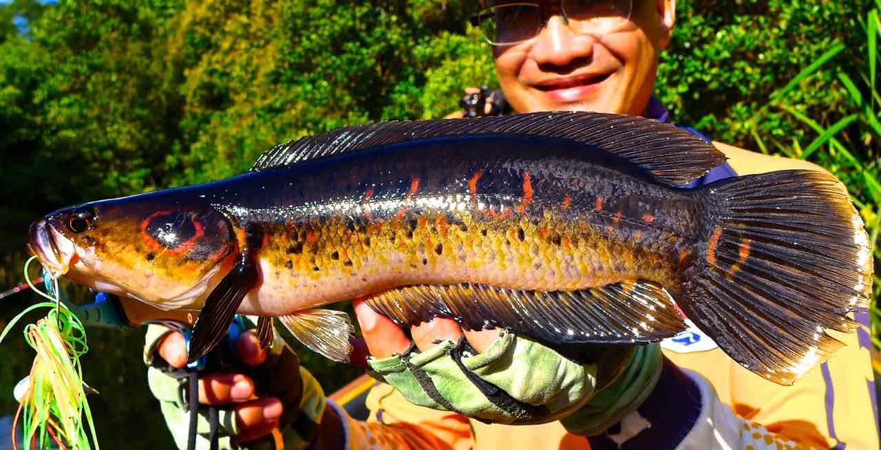 Ocellated snakehead (Channa pleurophthalma)