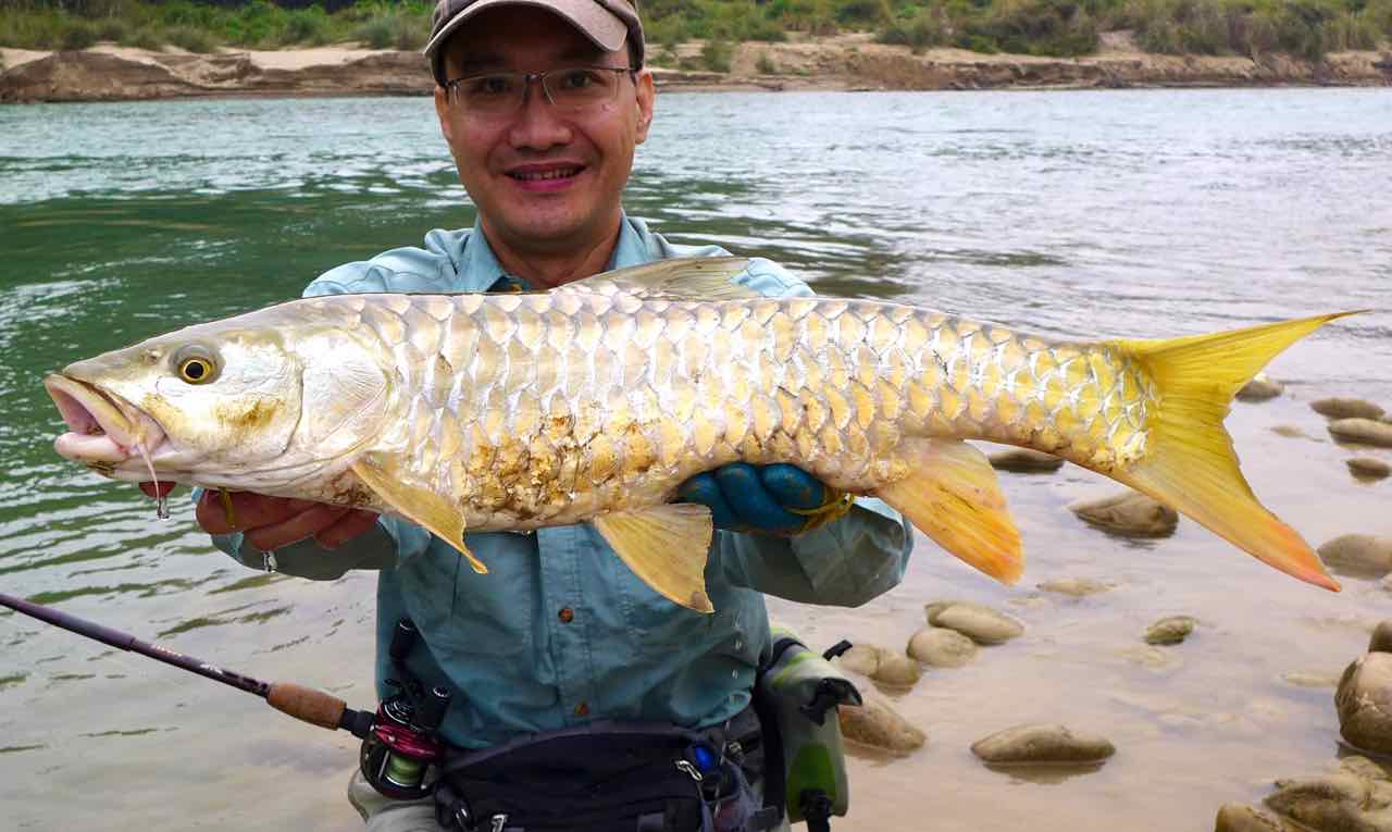 Revo Rocket 9 Golden Mahseer Babai River