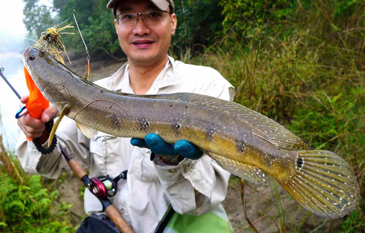 Revo Rocket 9 Nepal snakehead Bardia National Park