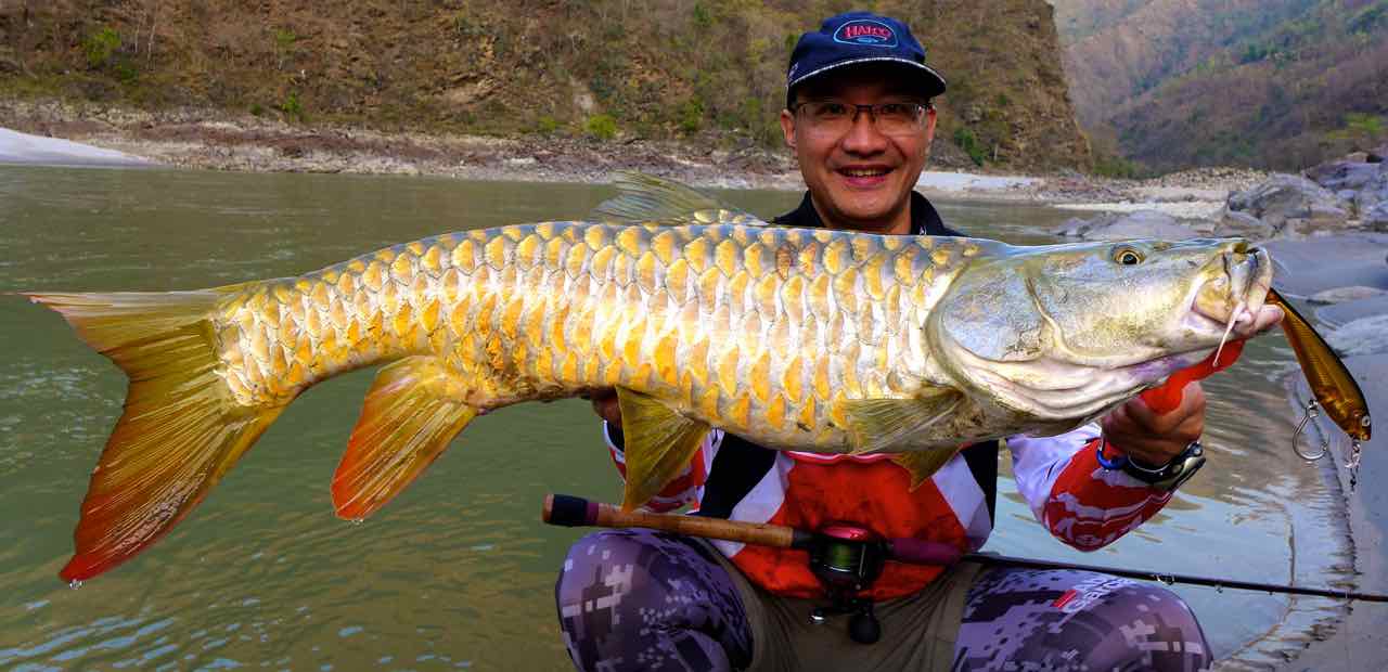 Golden Mahseer, Mahakali River, India, Halco Hamma 123