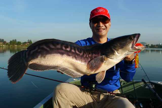 Toman, Channa micropeltes, Giant Snakehead