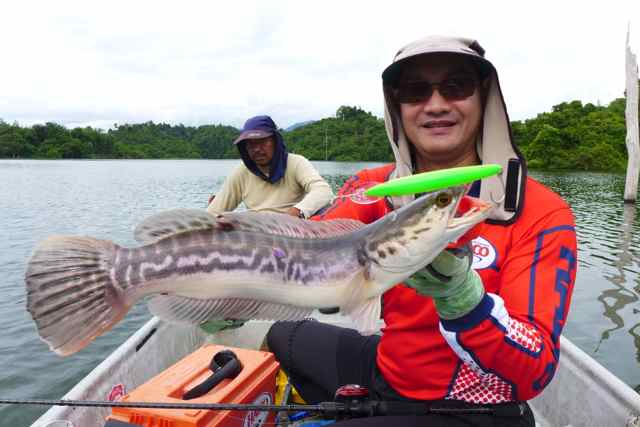 Toman, Giant Snakehead, Channa micropeltes