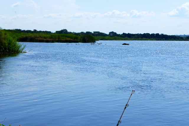 Nile perch fishing with Hippos Murchison Falls, Uganda, Africa