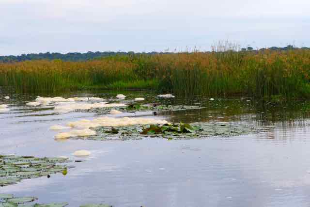 Shallow pools of tilapia at Murchison Falls, Uganda, Africa