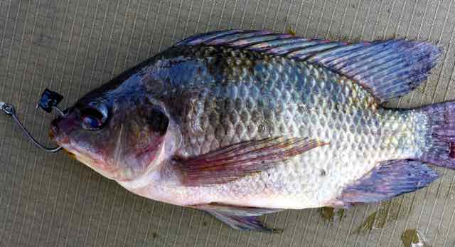 Tilapia livebait using circle hook for Nile Perch