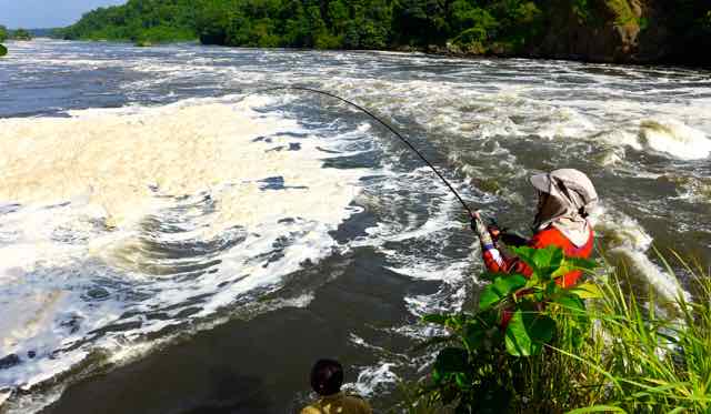 Fighting a fish off Baker's Rock, Murchison Falls, Uganda, Africa