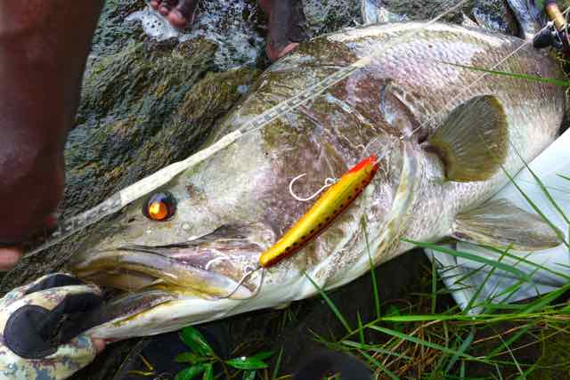 Murchison Falls, Uganda, Africa, catching Nile Perch on crankbait minnow