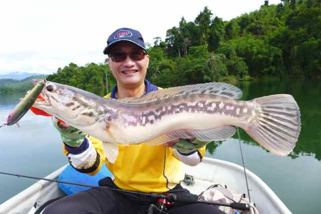 Toman - Giant Snakehead; can they be caught using single hooks
